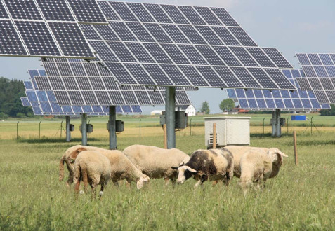 Schafe und Photovoltaik auf einer Wiese
