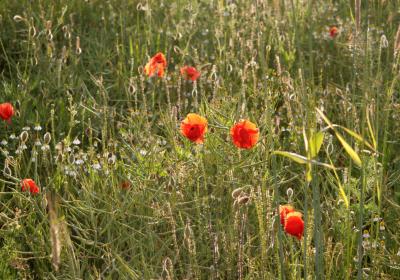 Blumenwiese statt Neubaugebiet Blumenwiese statt Neubaugebiet